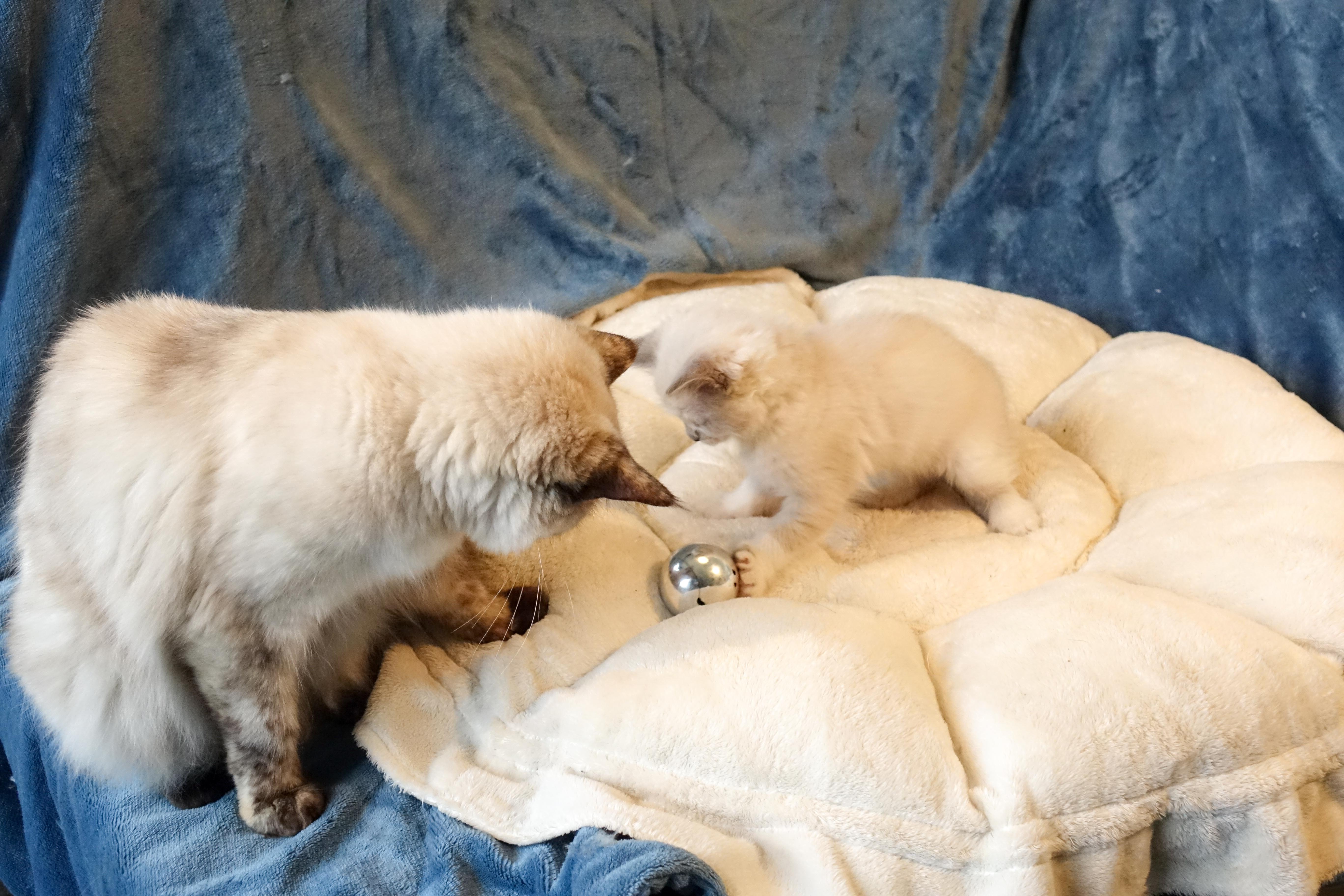 Beignet