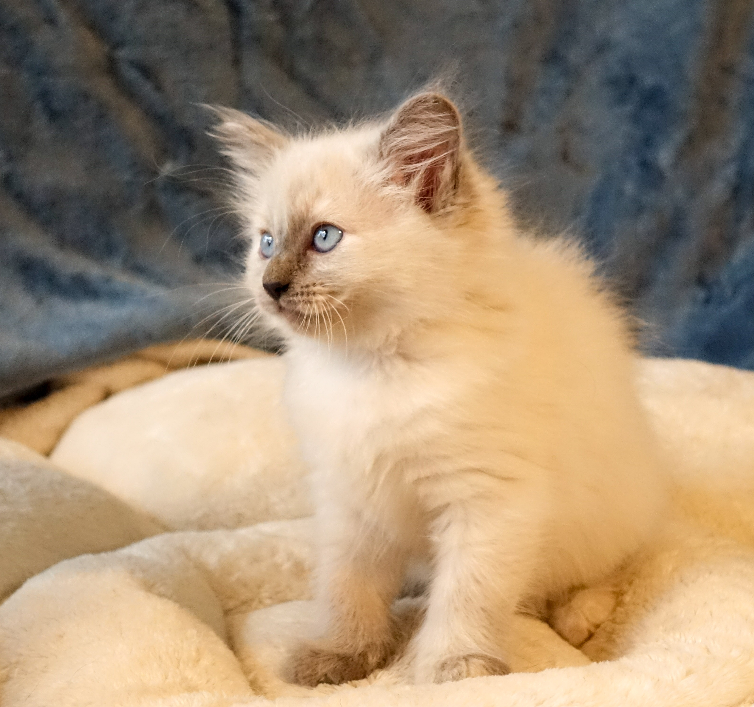 Milou