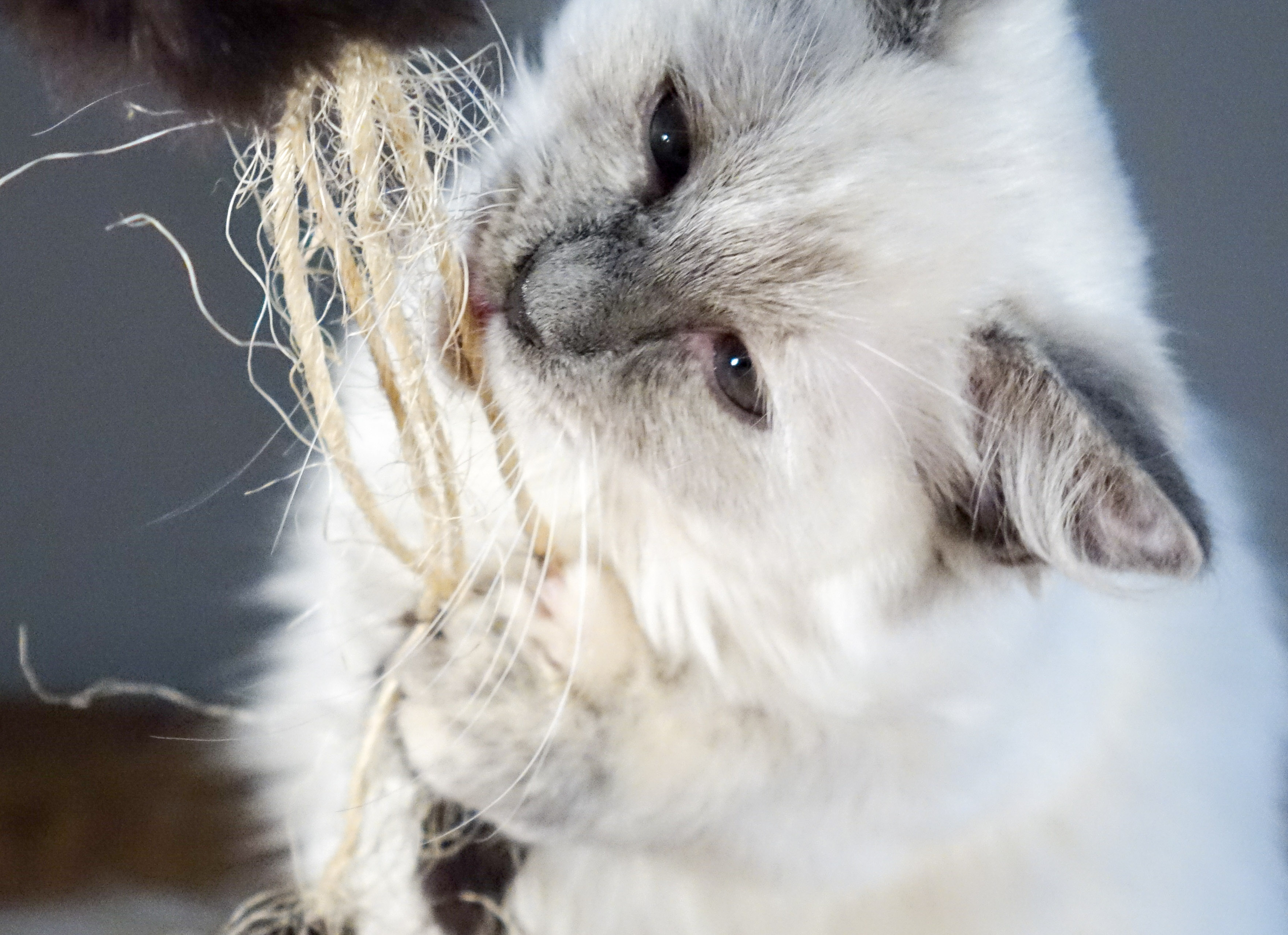 Milou