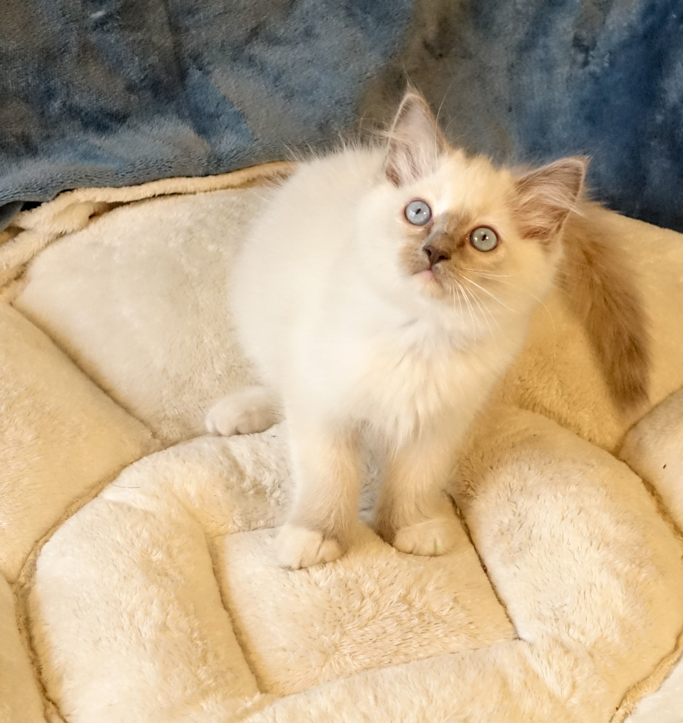 Bibi