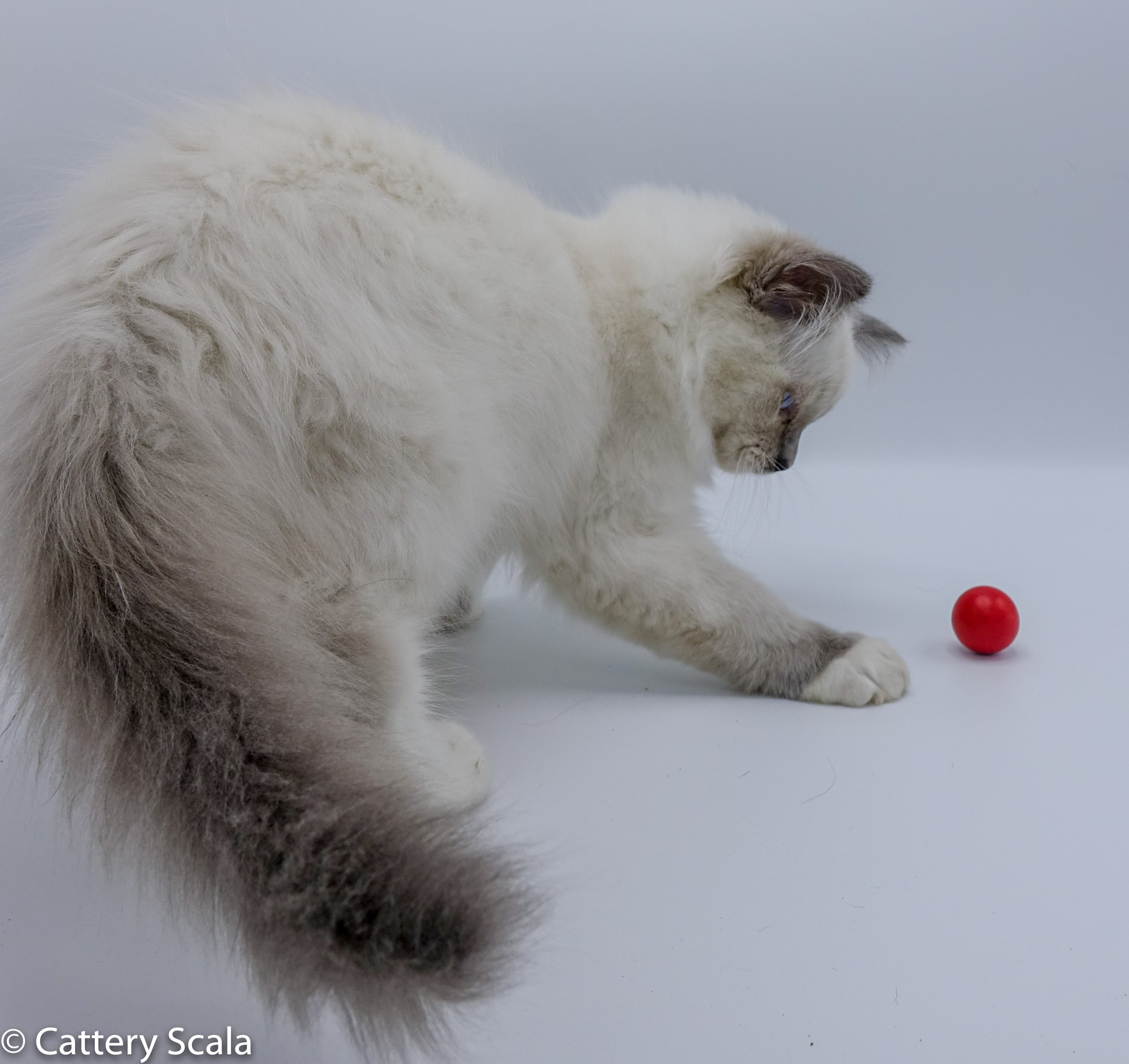 Gizmo of Scala