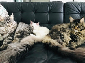 Barry White & 2 Maine Coons