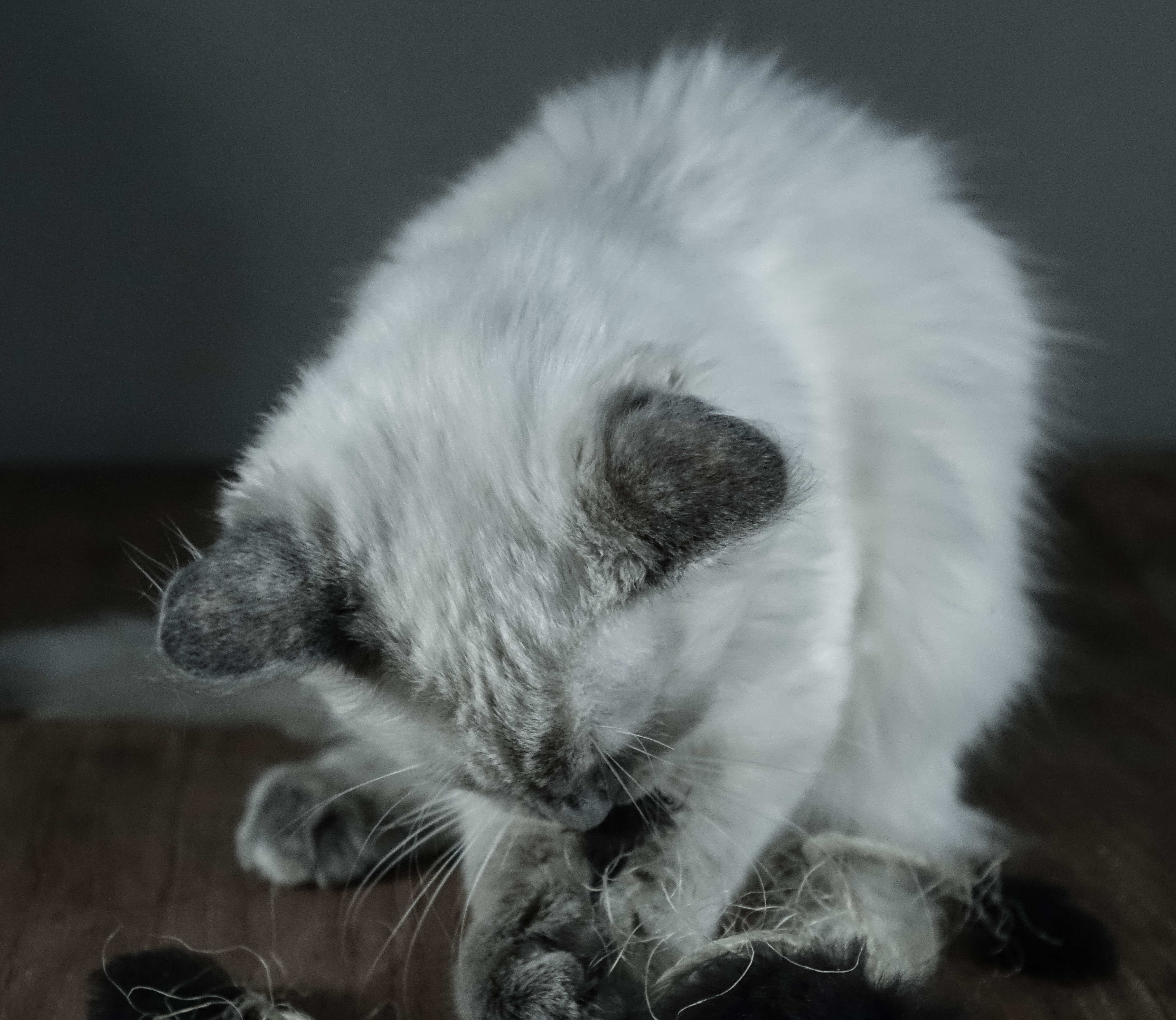 Milou