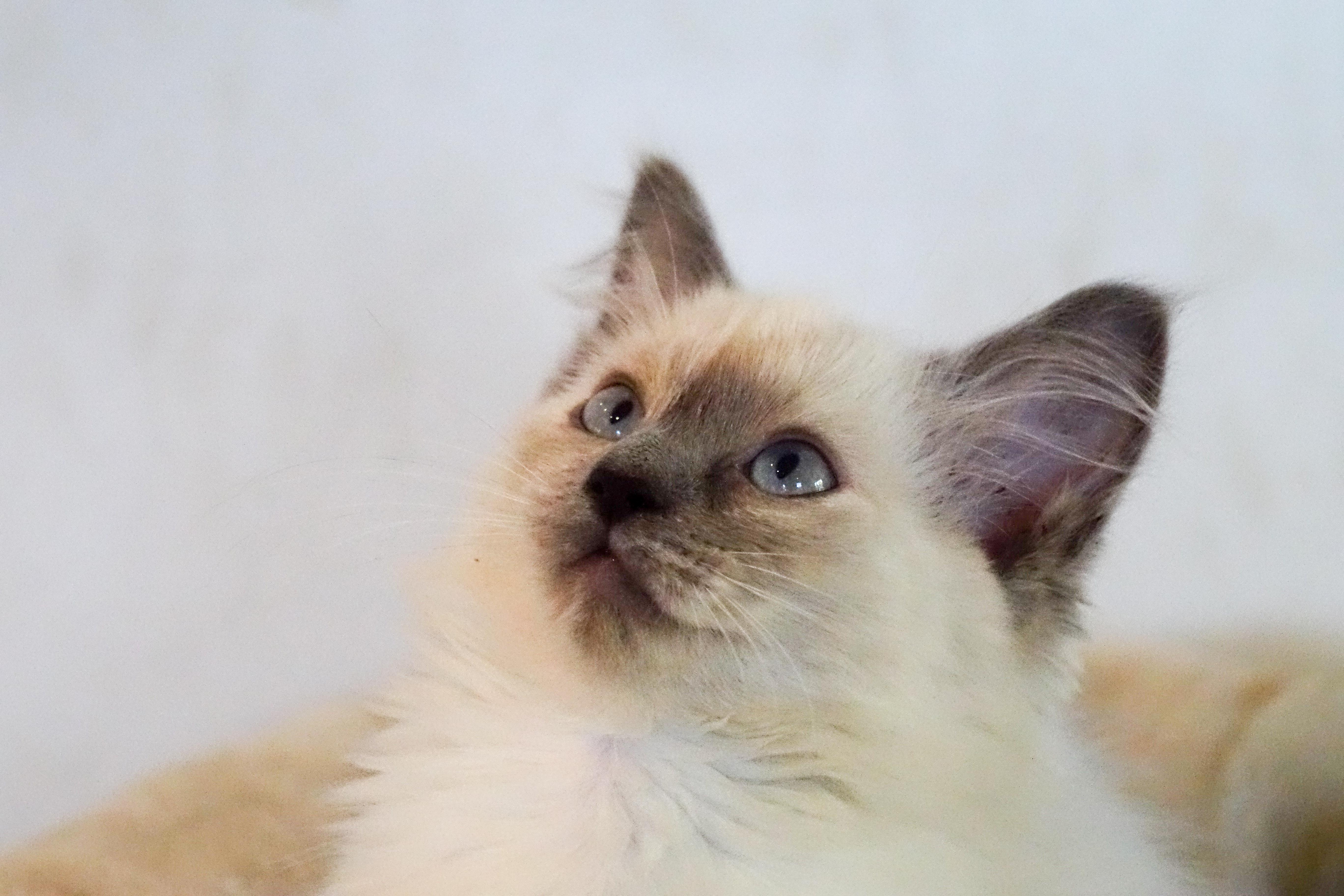 Milou