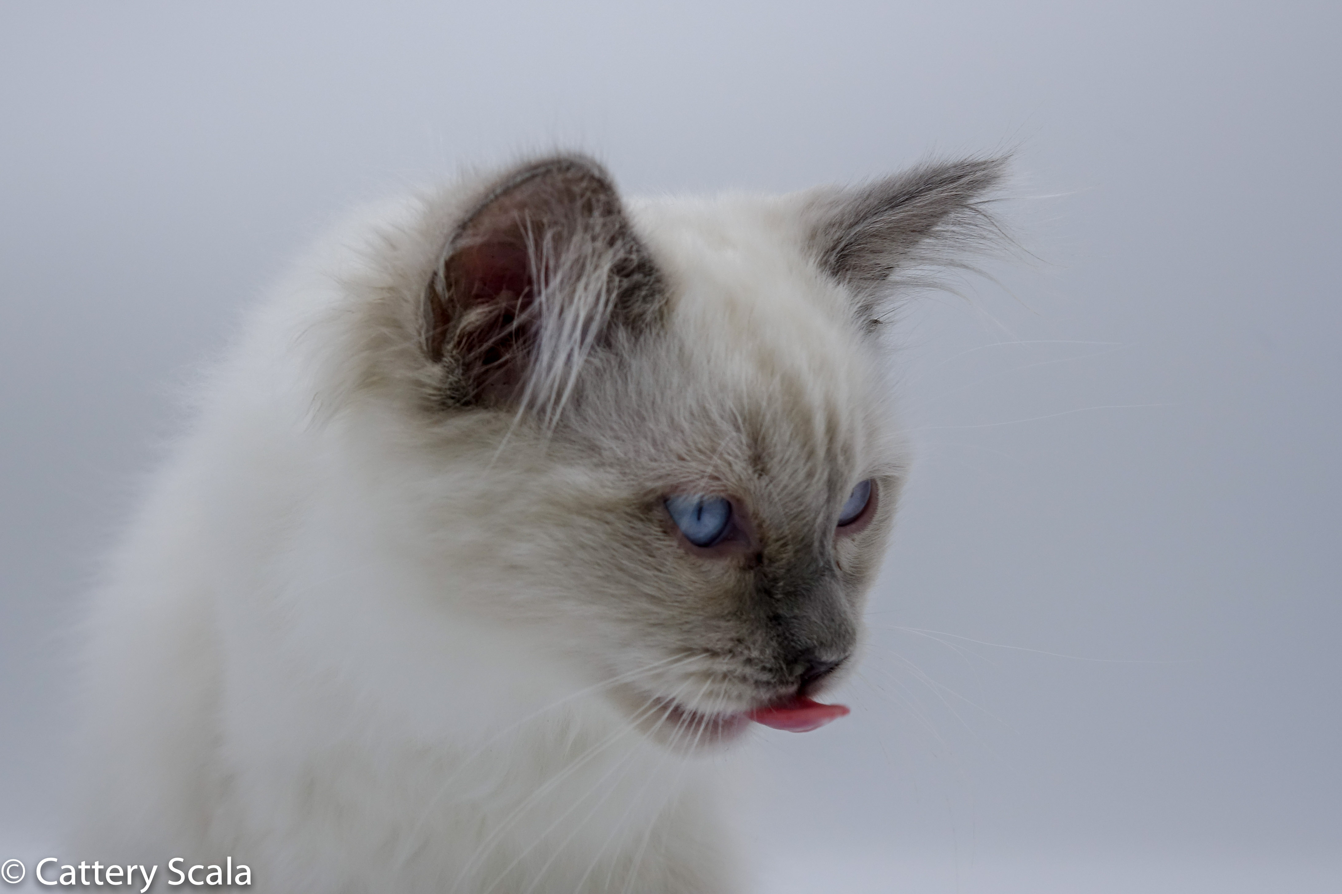 Gizmo of Scala