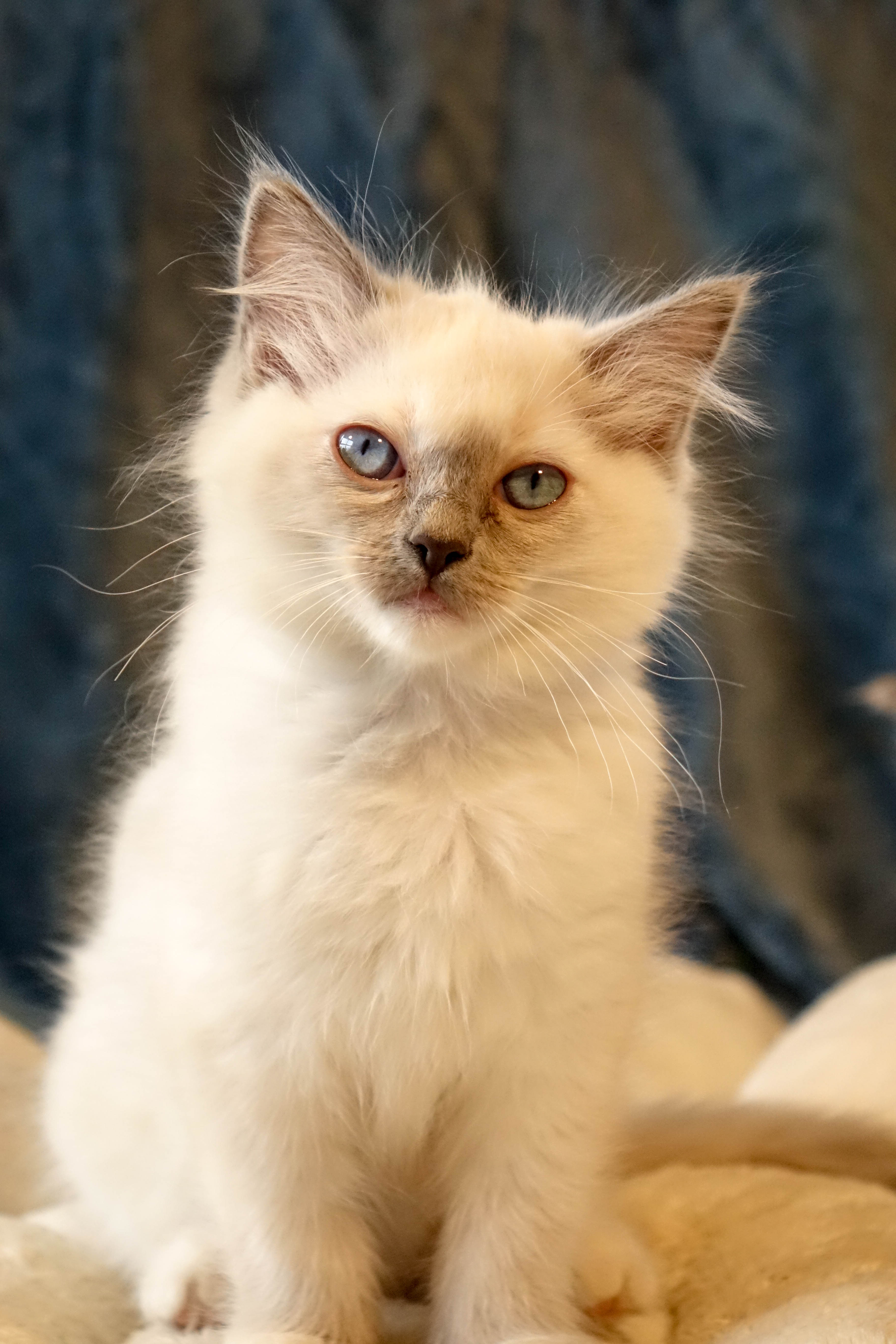 Bibi