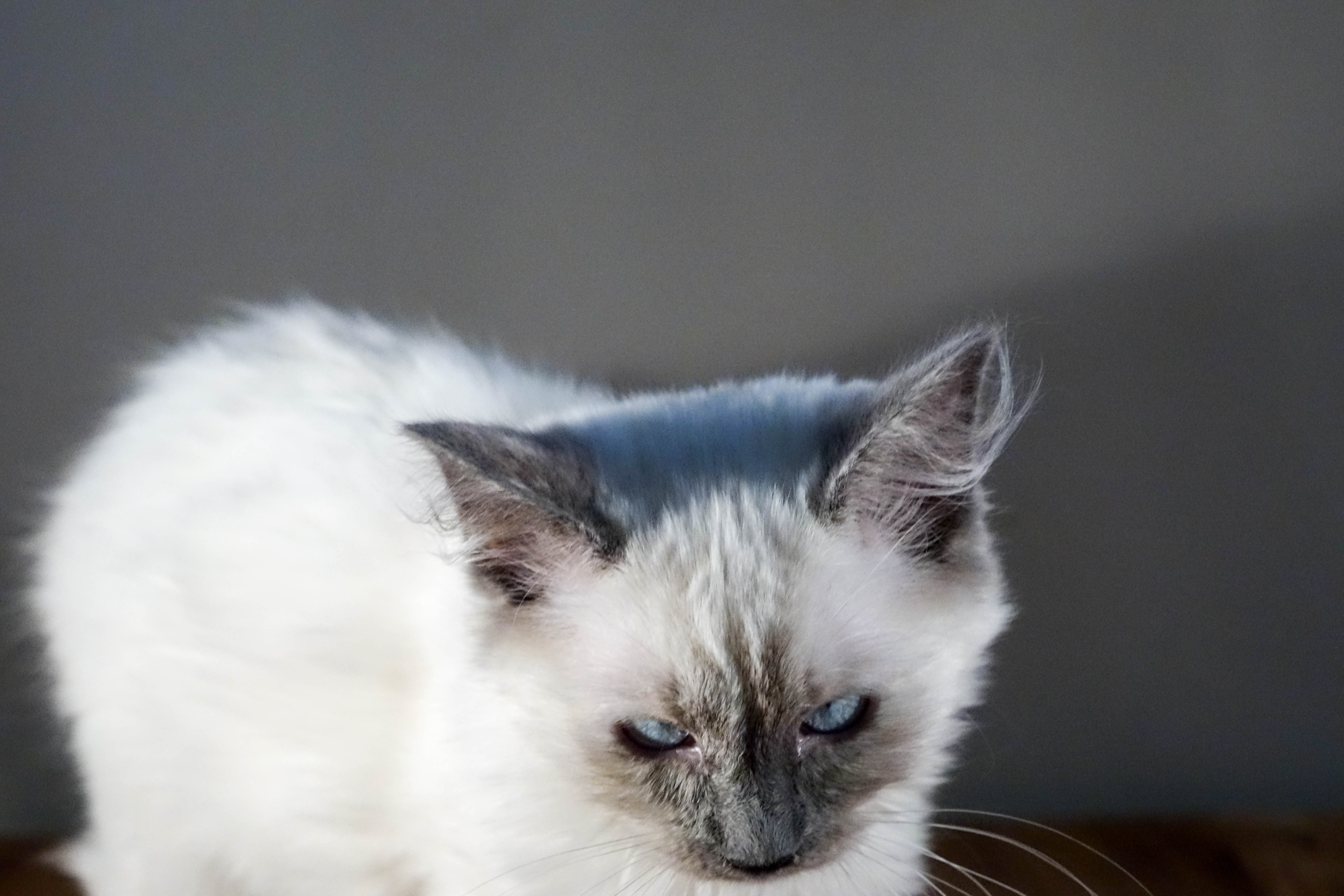 Milou
