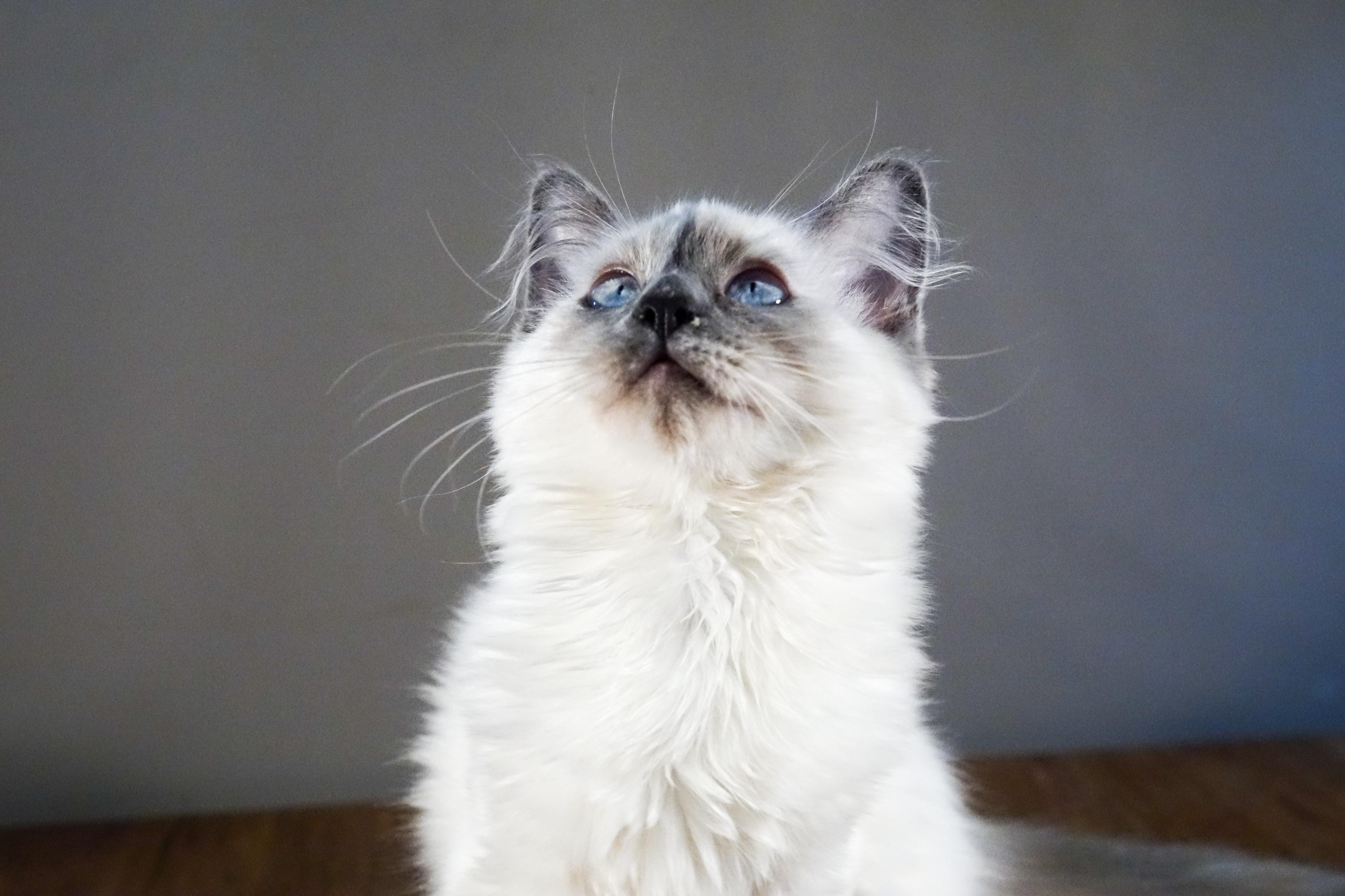 Milou