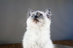 Milou
