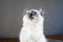 Milou