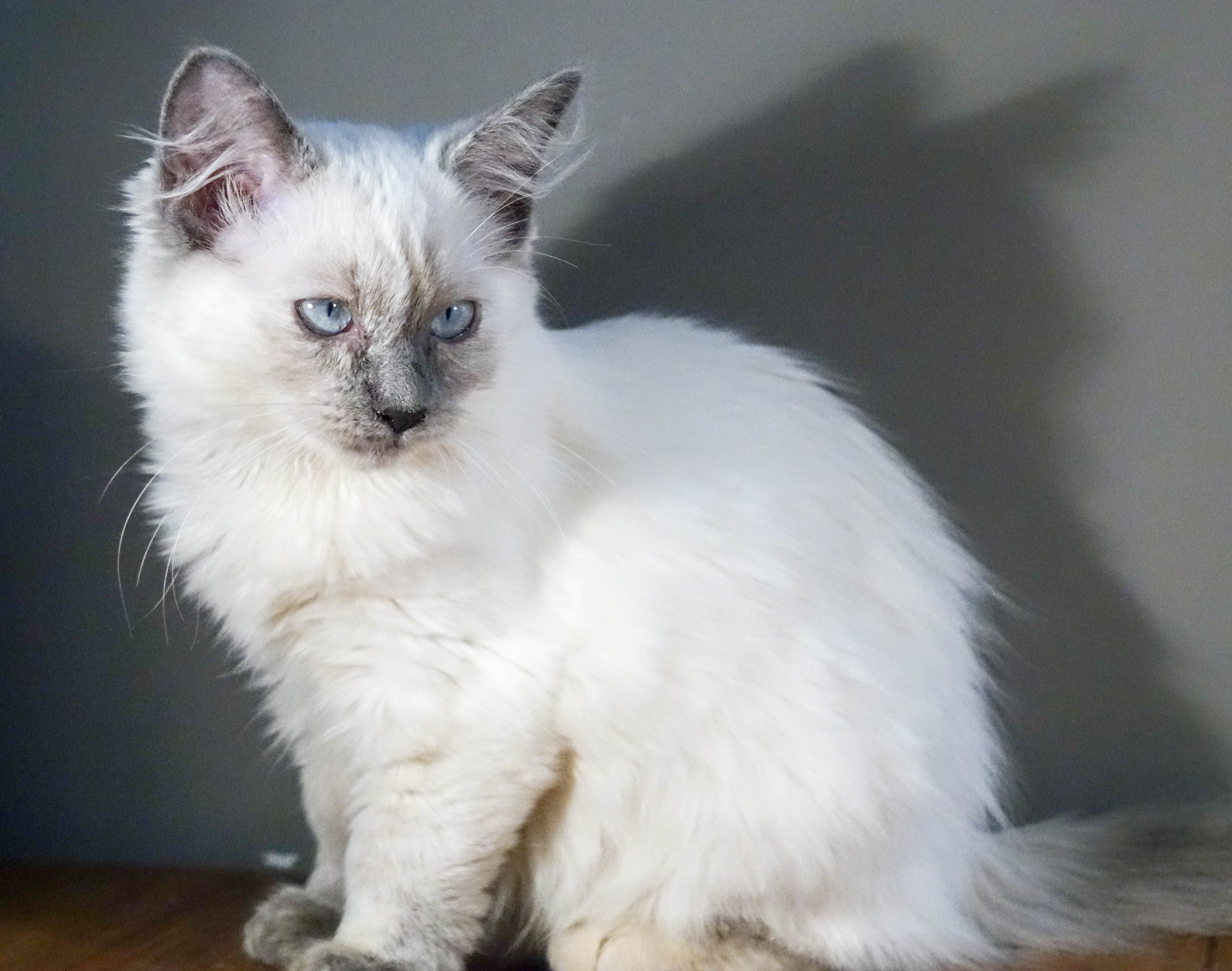 Milou