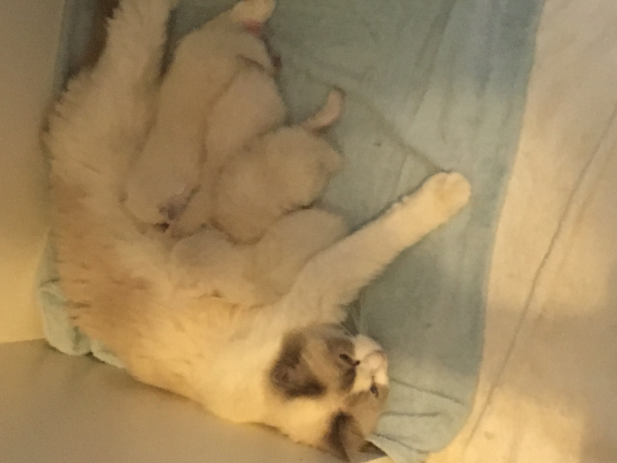 Nestje Pippa & Man