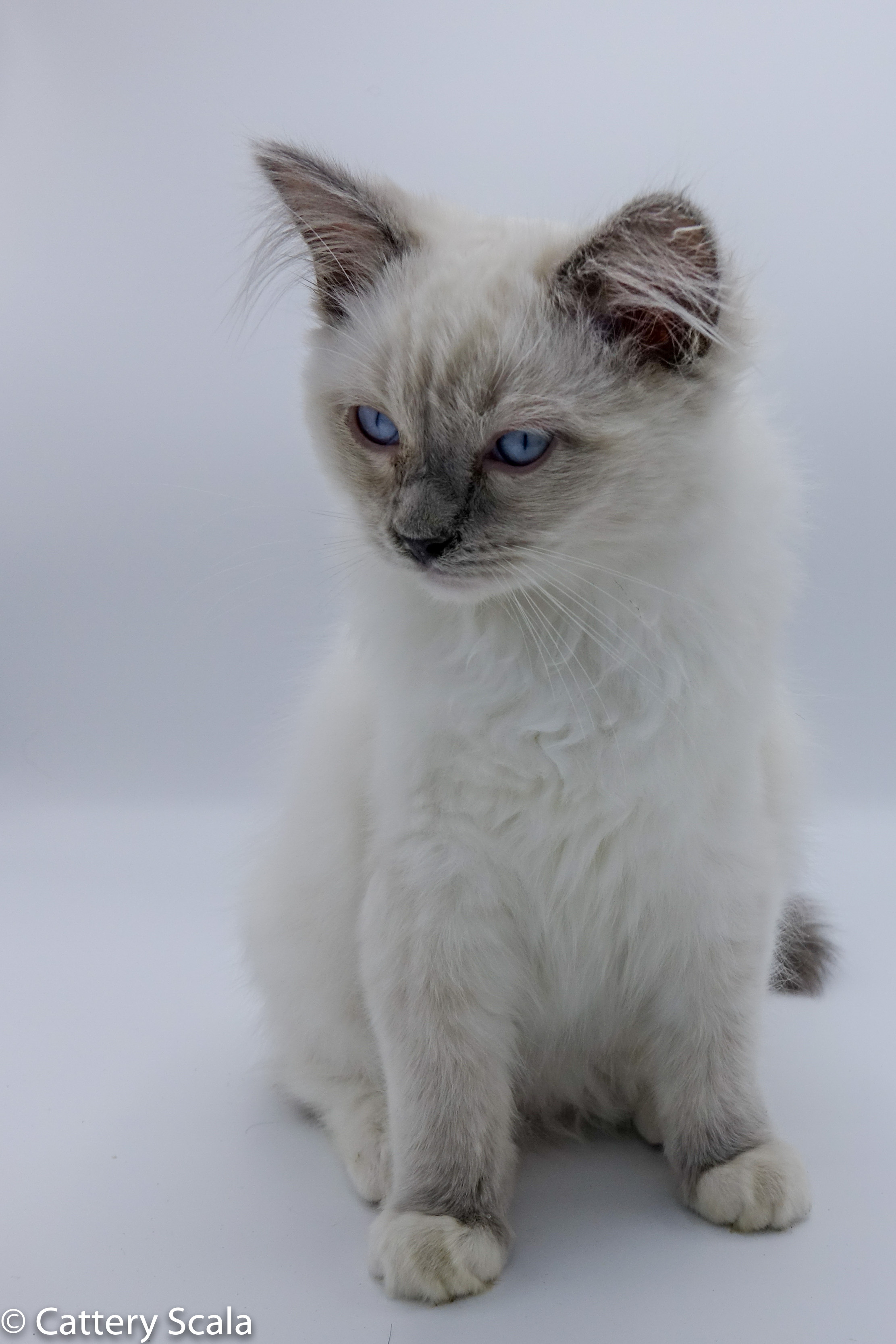 Gizmo of Scala