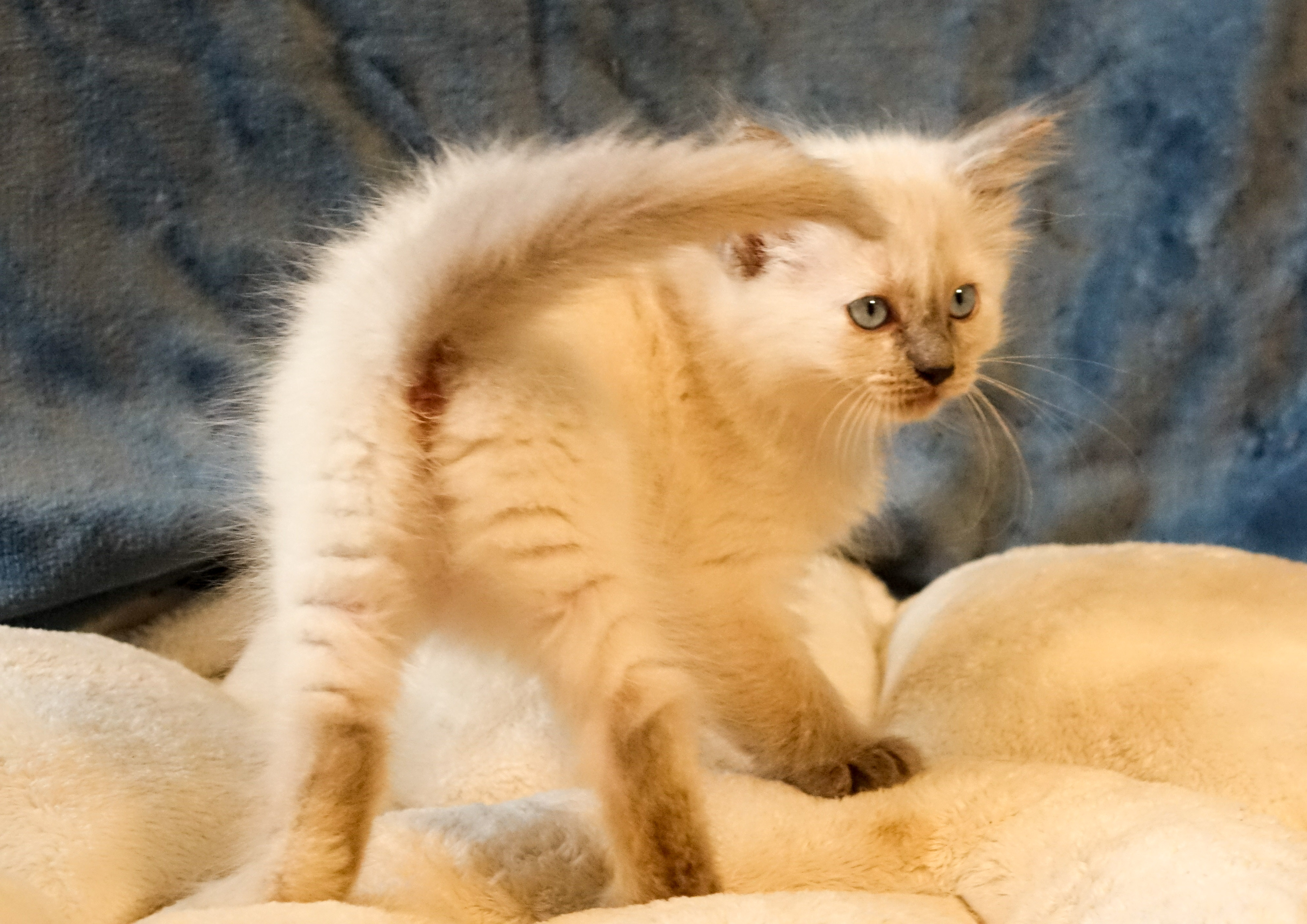 Milou