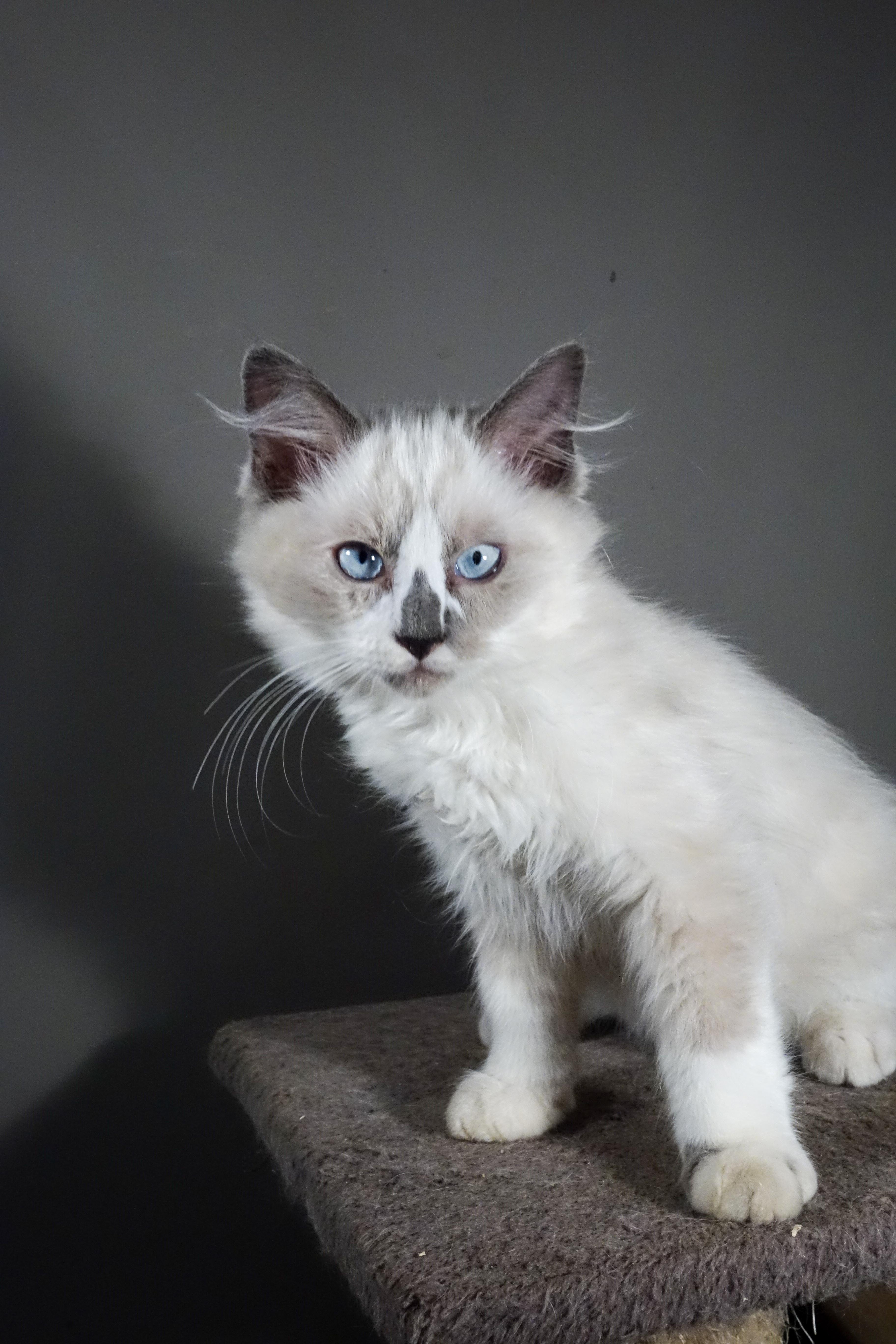 Beignet