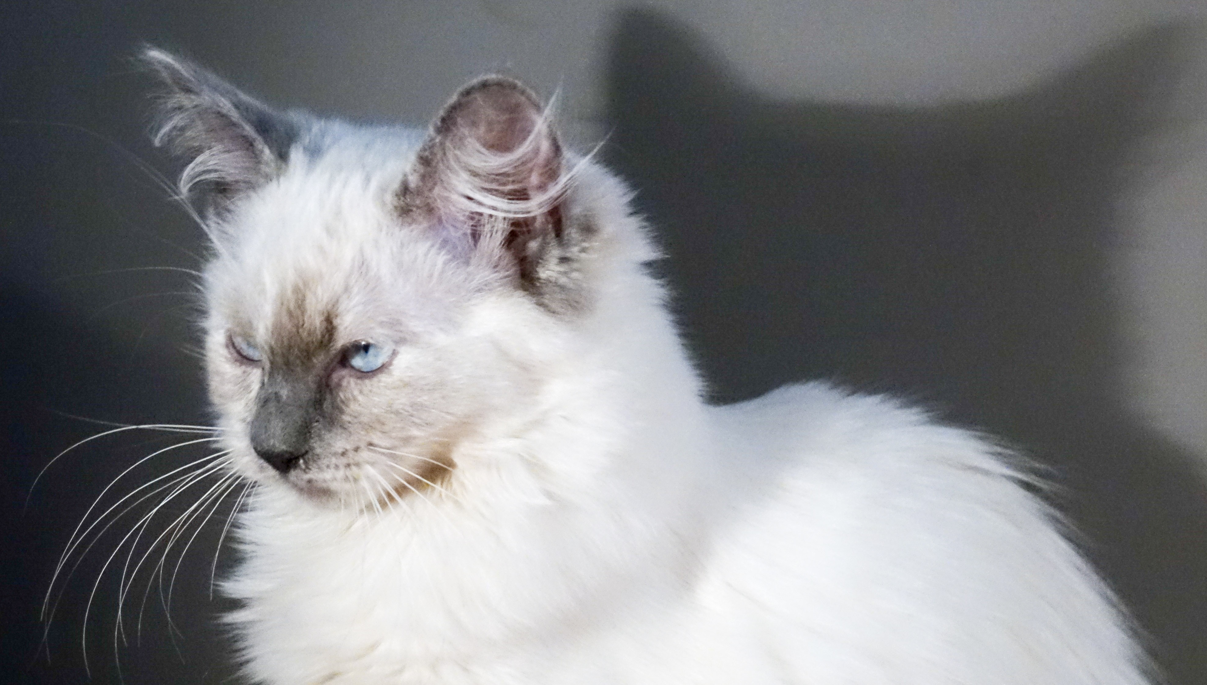 Milou