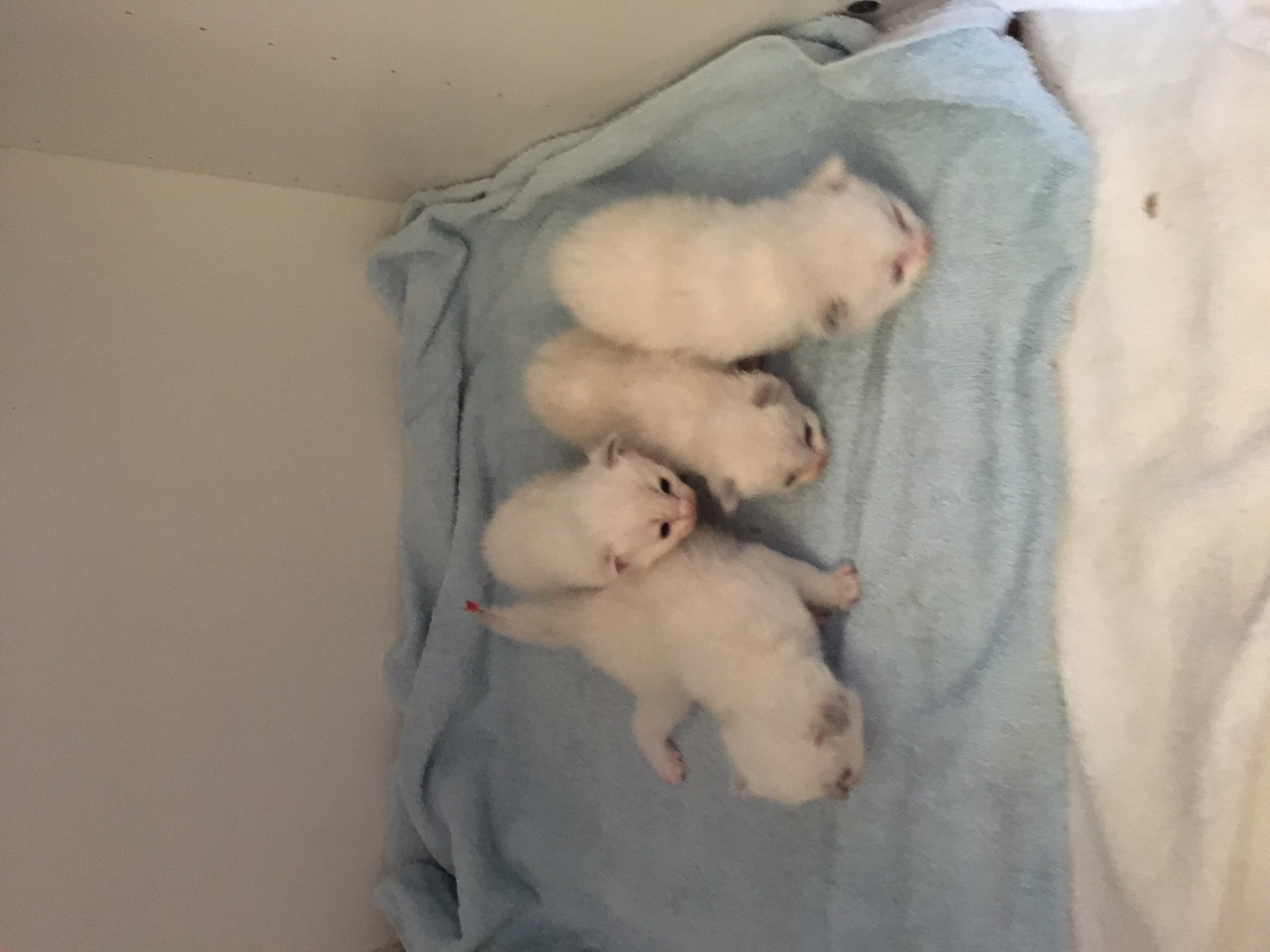 Nestje Pippa & Man