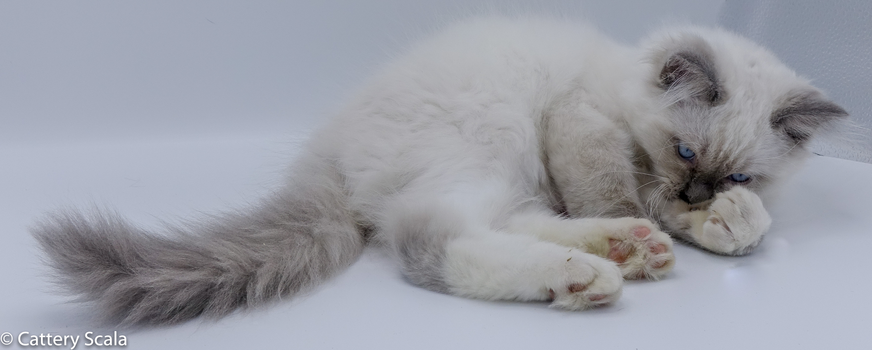 Gizmo of Scala