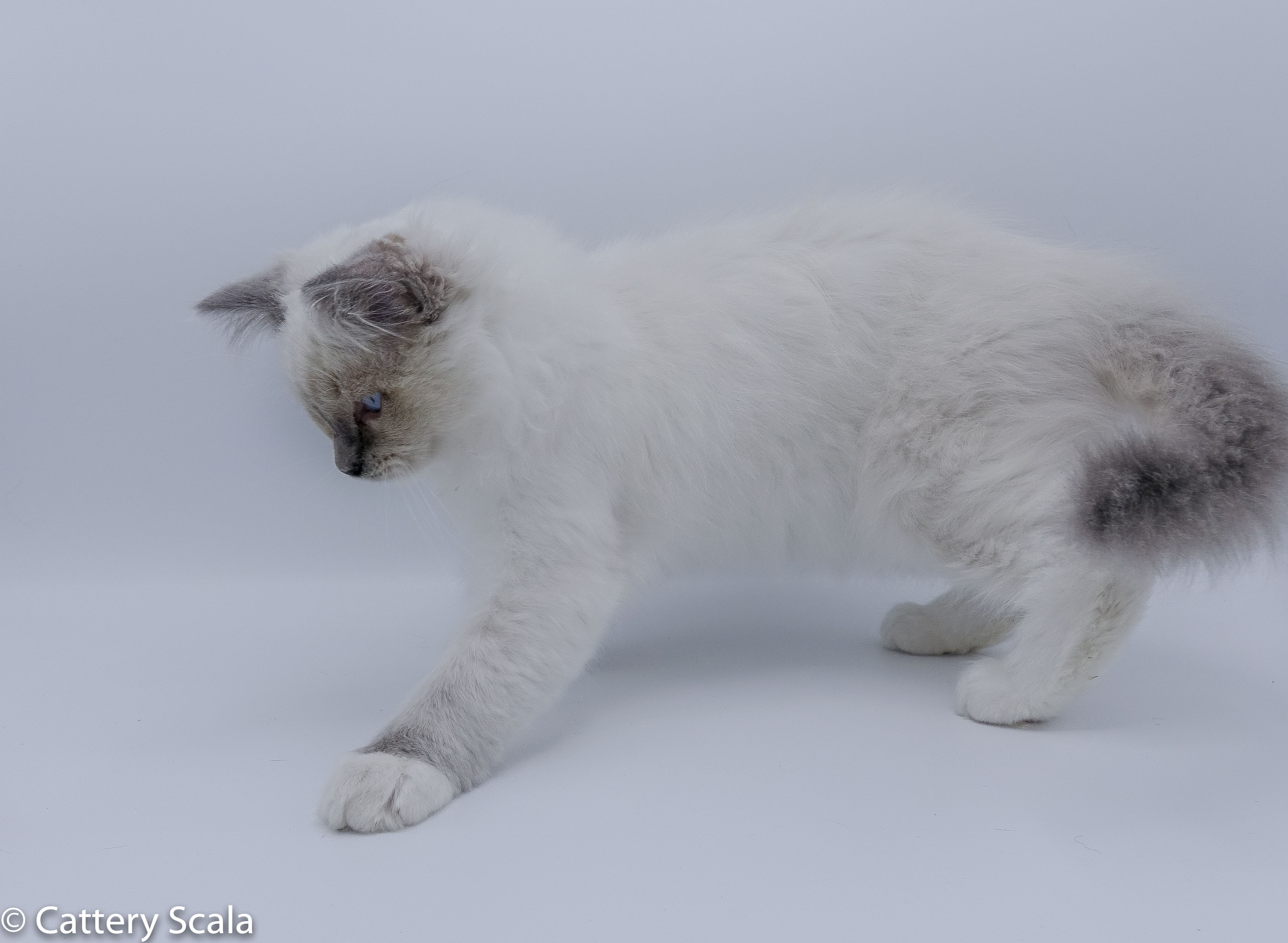 Gizmo of Scala