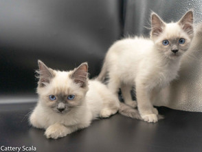 King Milo en Kiomi zijn vertrokken