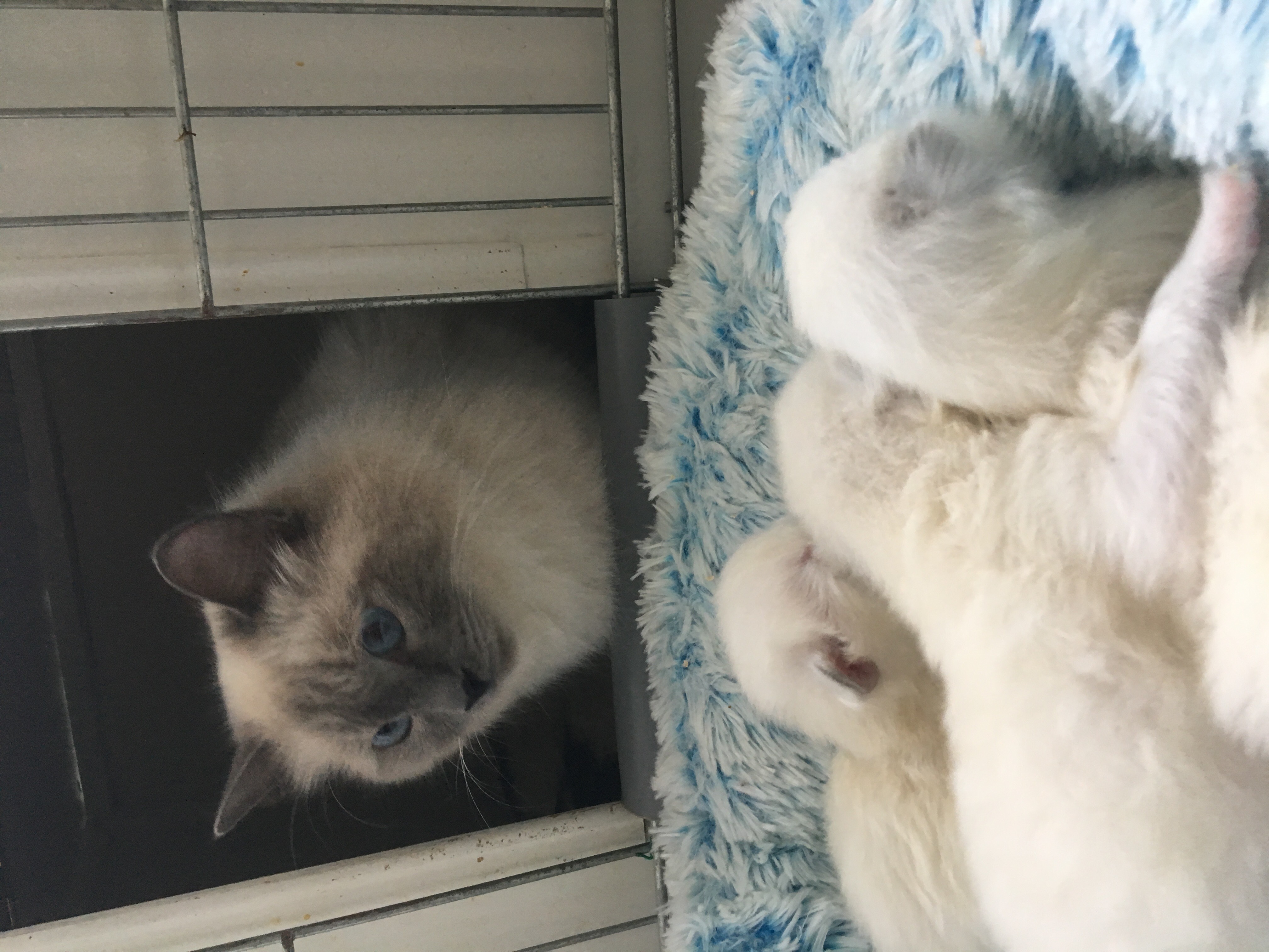 Nestje Donna & Legolas