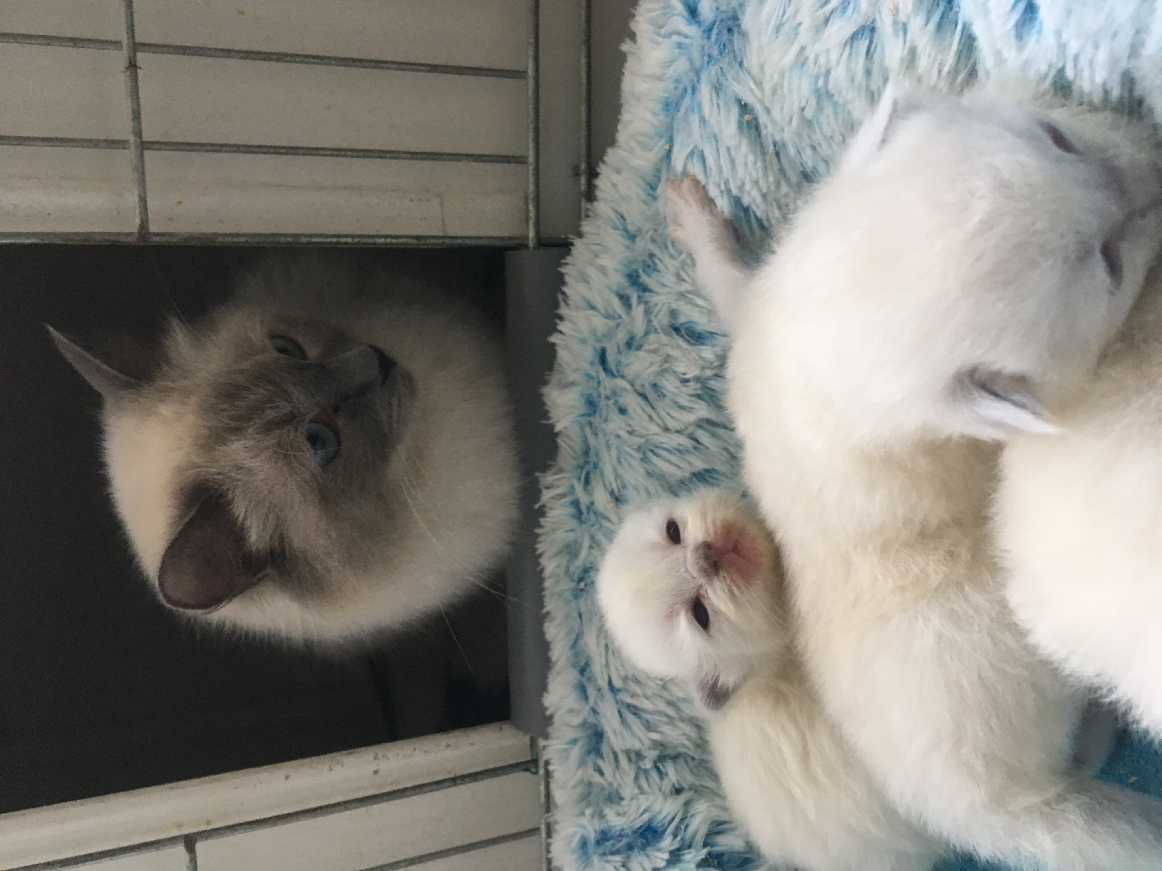 Nestje Donna & Legolas