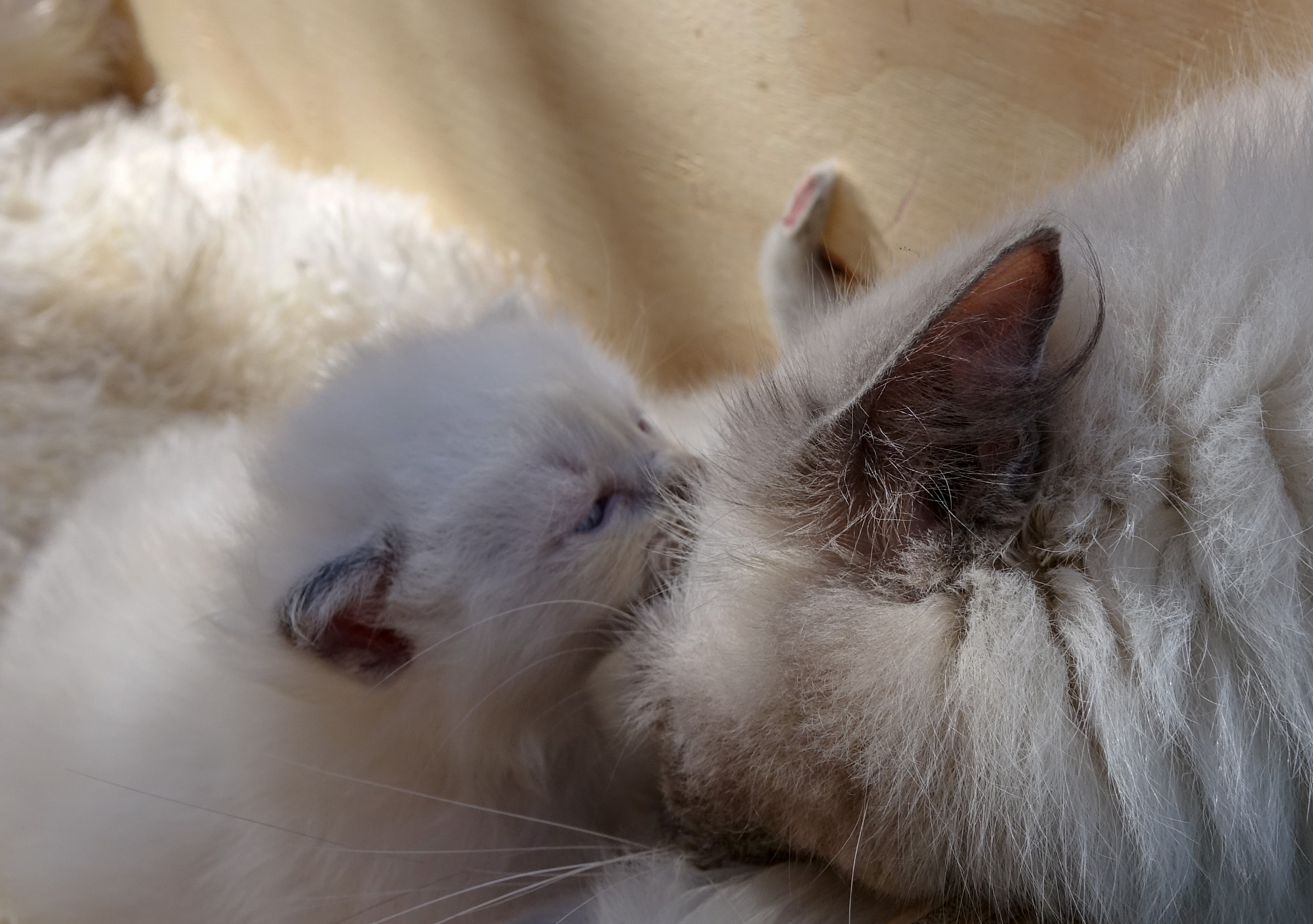 Nestje Donna & Legolas