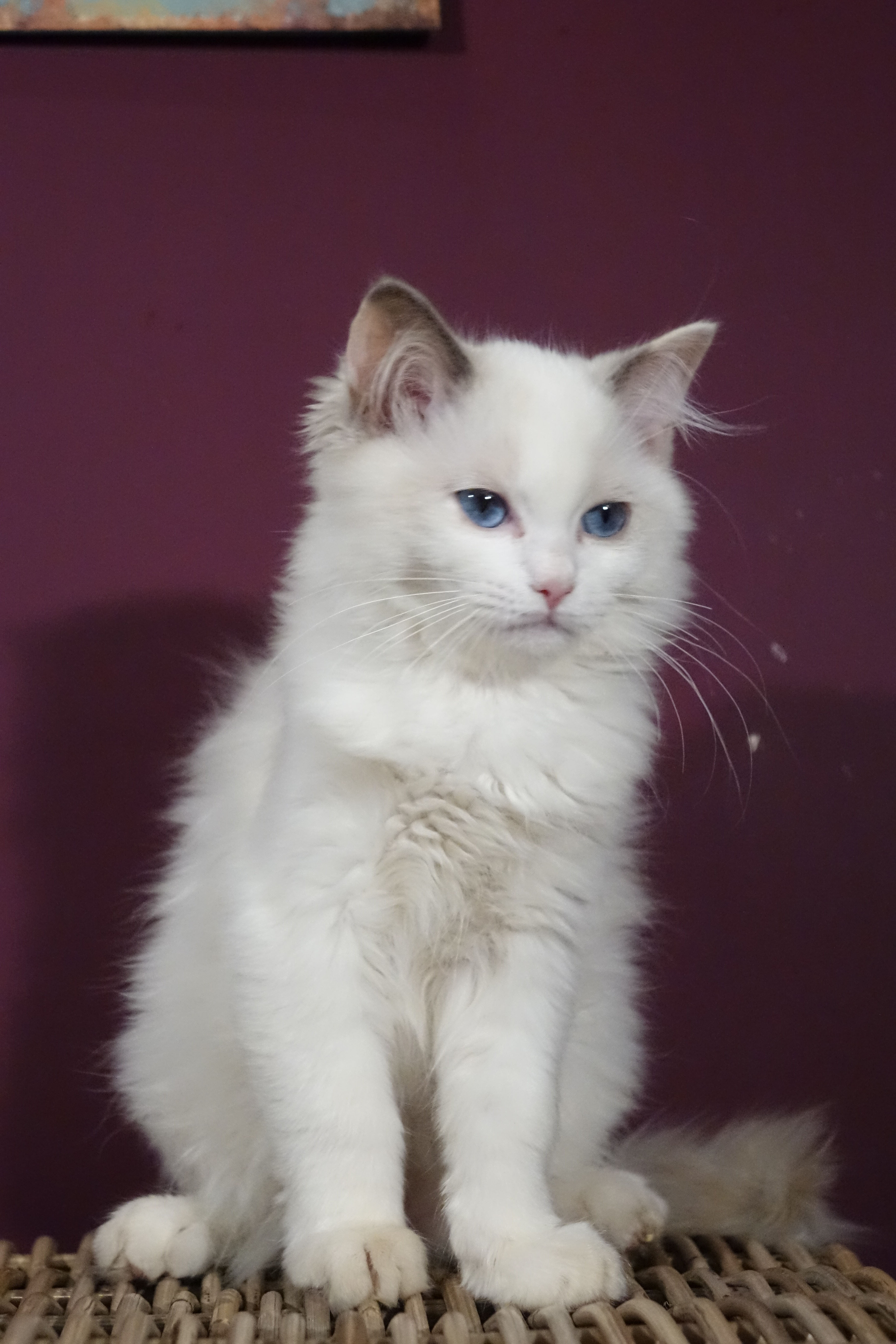 Blue