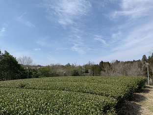天空の茶畑