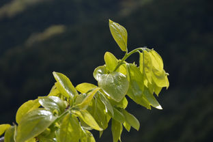 「柿若葉」は初夏の季語。