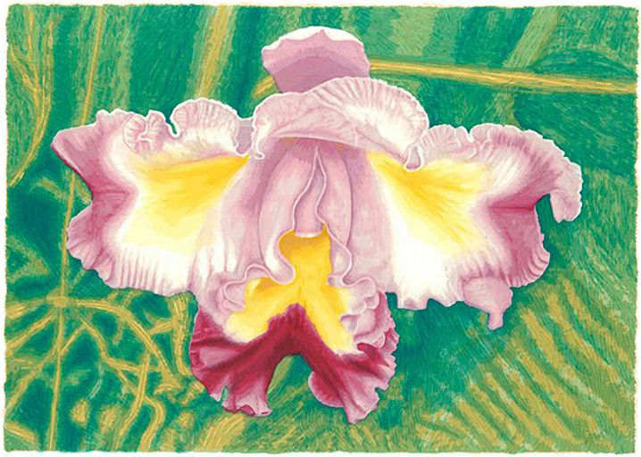OK - C. Neyra - Cali, Colombia, 1955 - Catleya lila, flor nacional de Colombia - 36 colores dibujados directamente con pincel - 25 x 32 cm. 2016.jpg