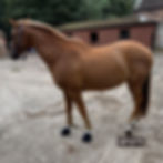 Thumbnail: Farrier's Mate - Pastern Wrap