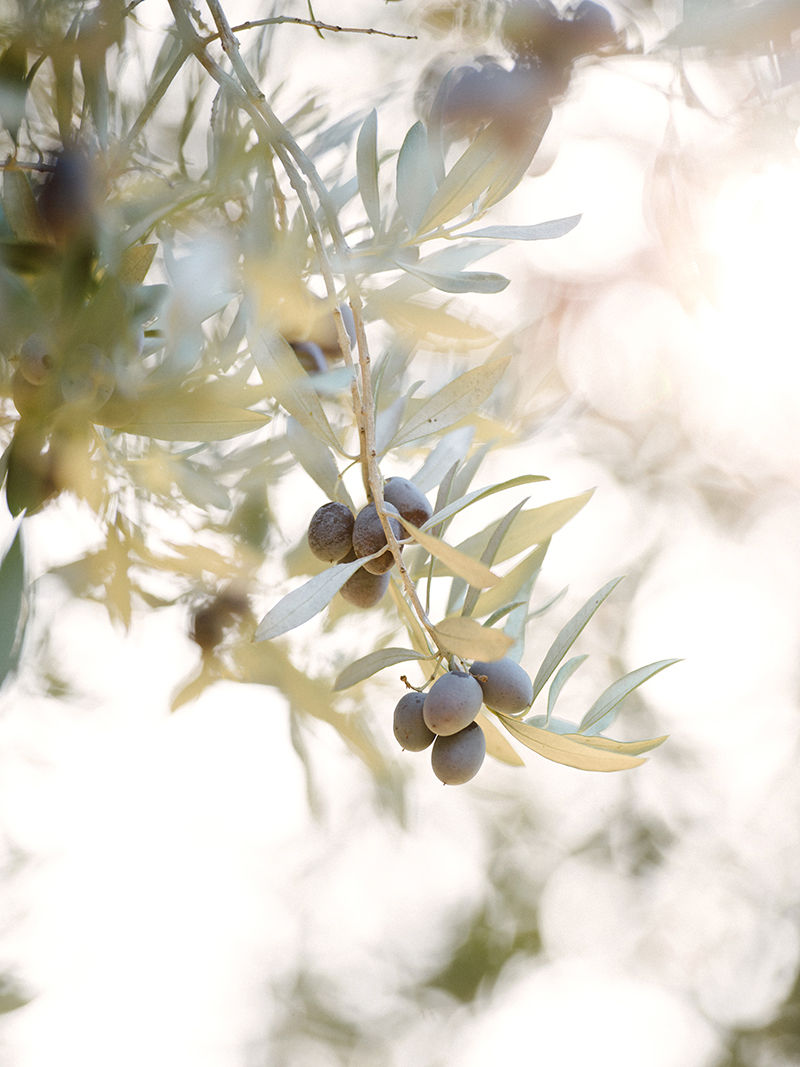 Olive Branch 1