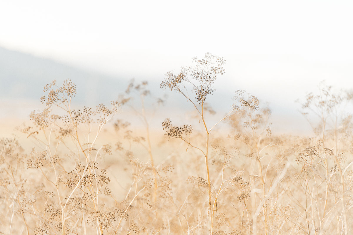 Wild Fennel 2