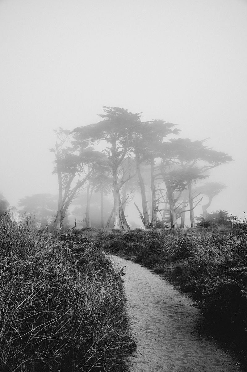 Misty Cypress