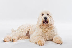 Best places to buy a Goldendoodle Labradoodle