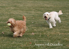 Goldendoodls and Labradoodle Breeders
