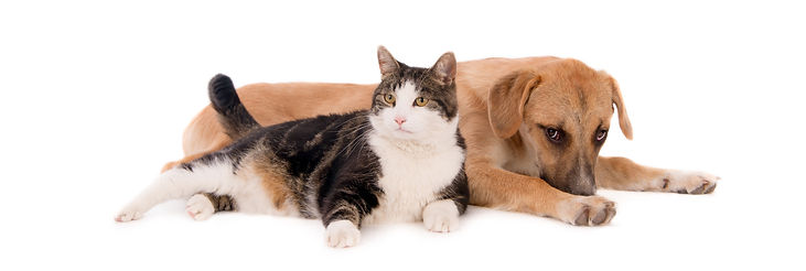 chat-domestique-potele-s-appuyant-chiot-brun-allonge-surface-blanche.jpg