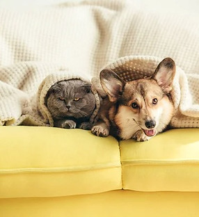 depositphotos_212587032-stock-photo-cute