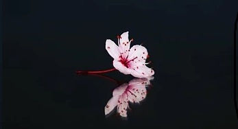 ree