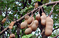 TAMARINDO.jpg