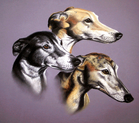 greyhound tattoo.gif