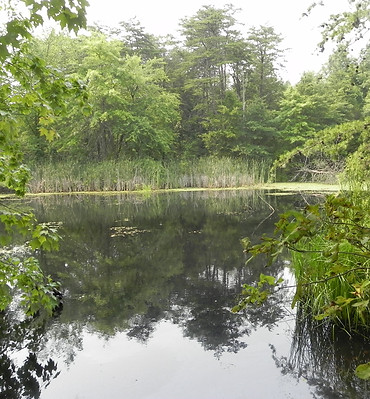 A pond surrounded by trees and reeds.
