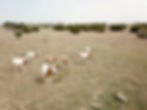 DJI_0237