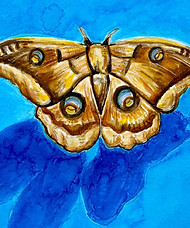 moth.jpg