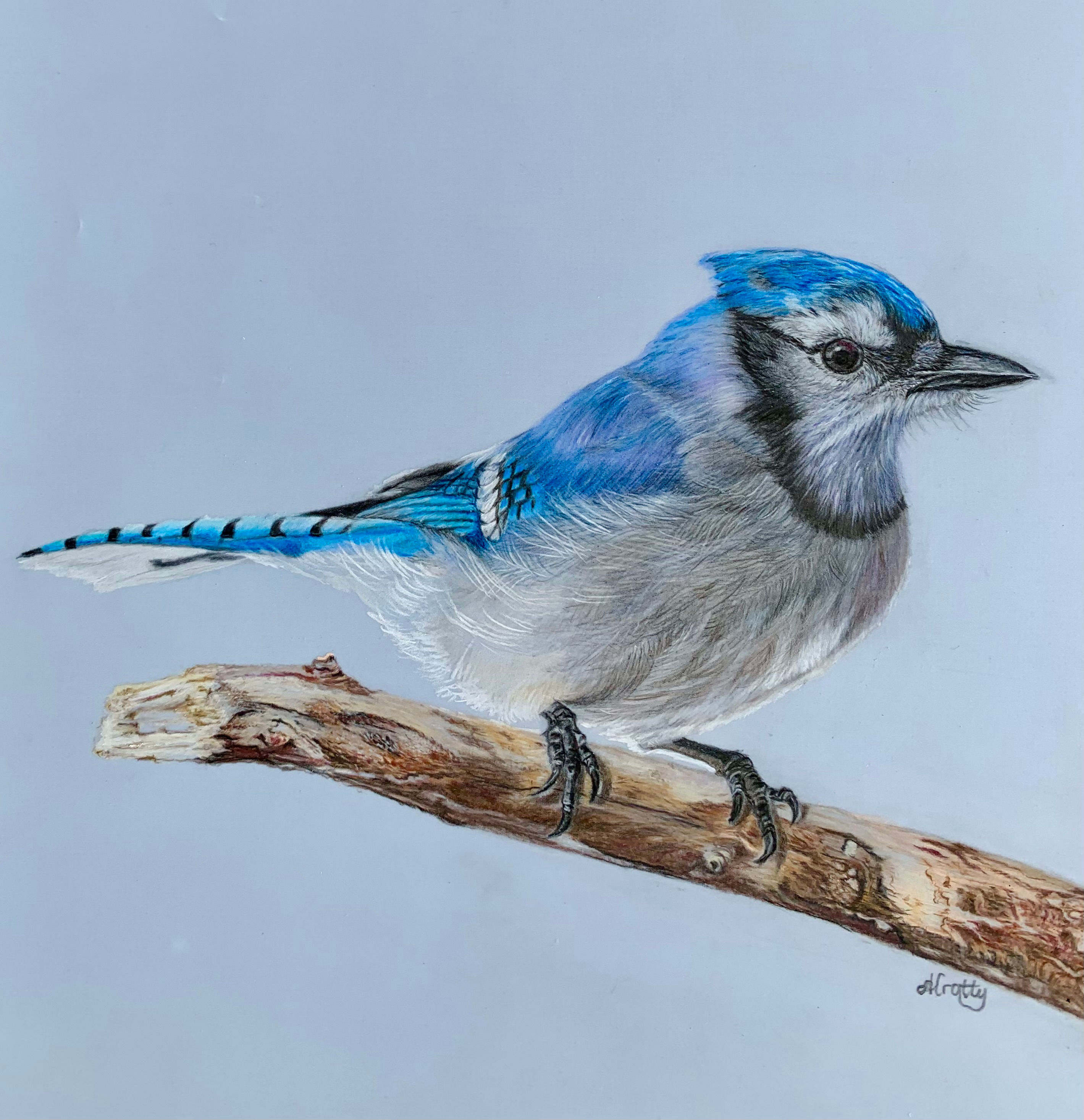 Blue Jay 2 Print