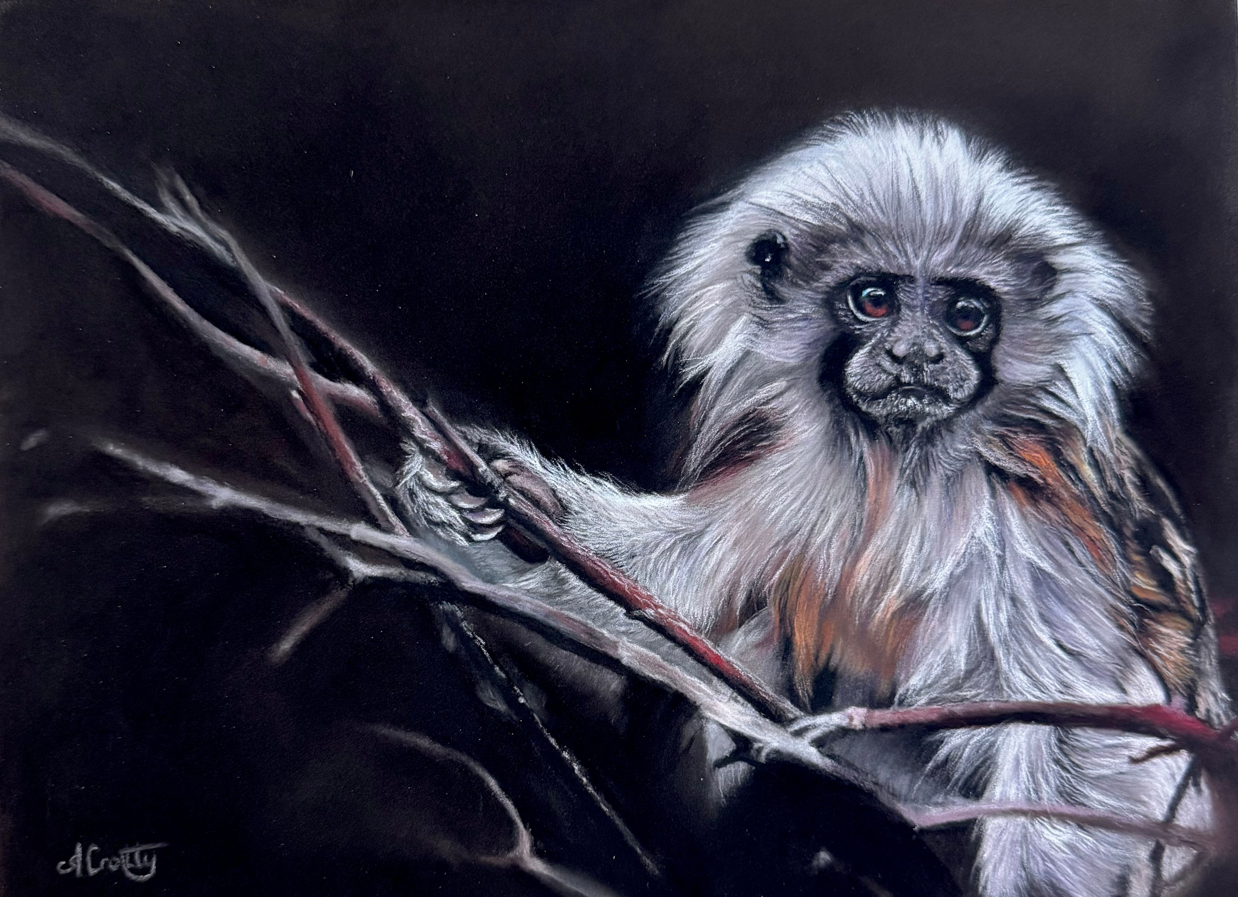 Cotton-Top Tamarin 