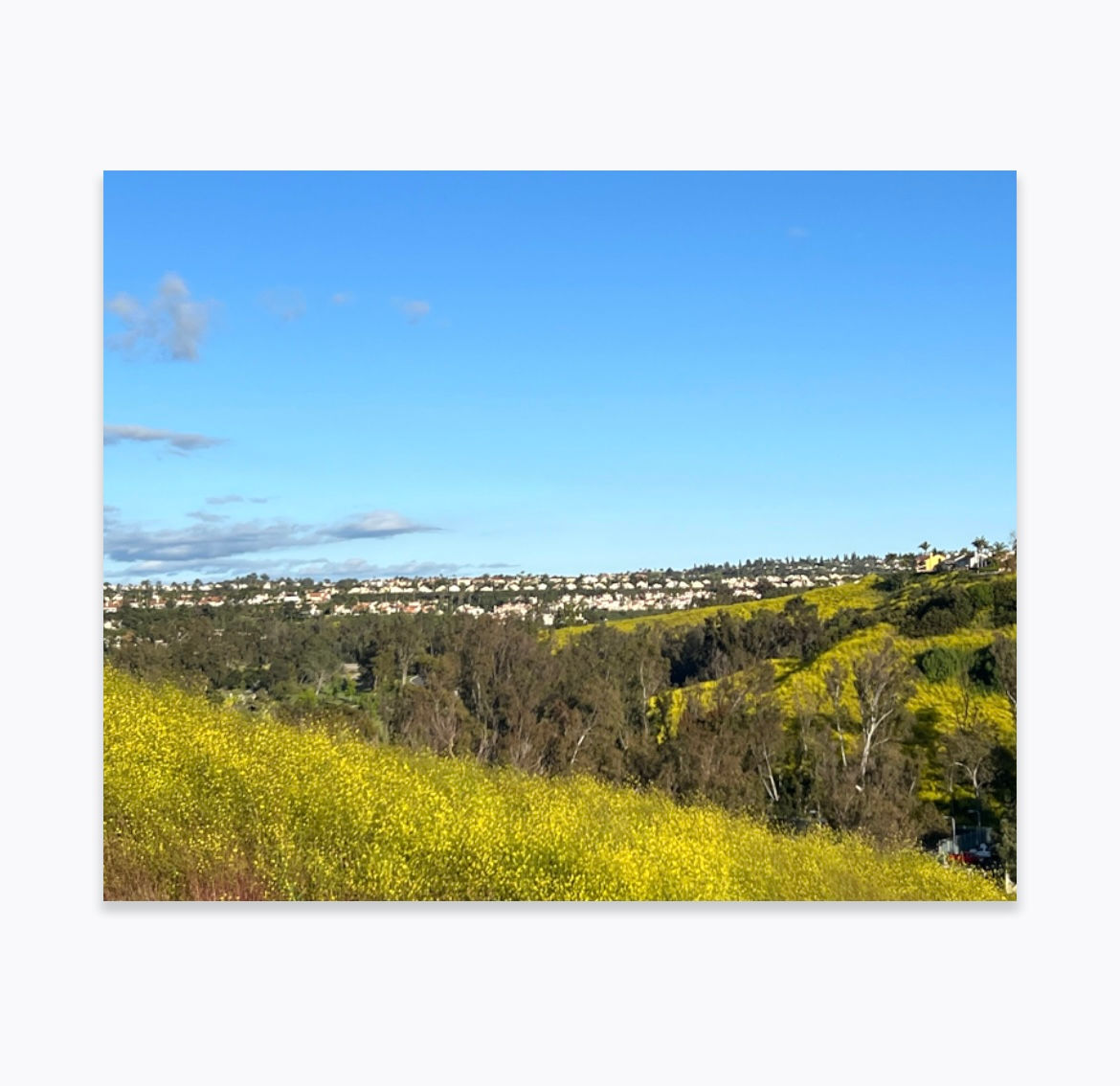 Yellow Lookout Canvas Photo Wrap 16 x 20