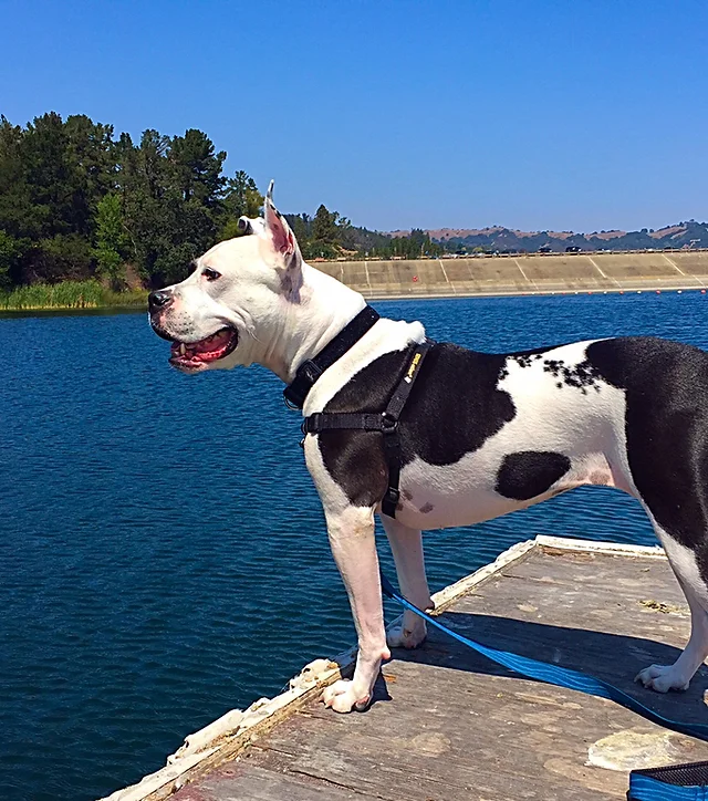 devoted dog training