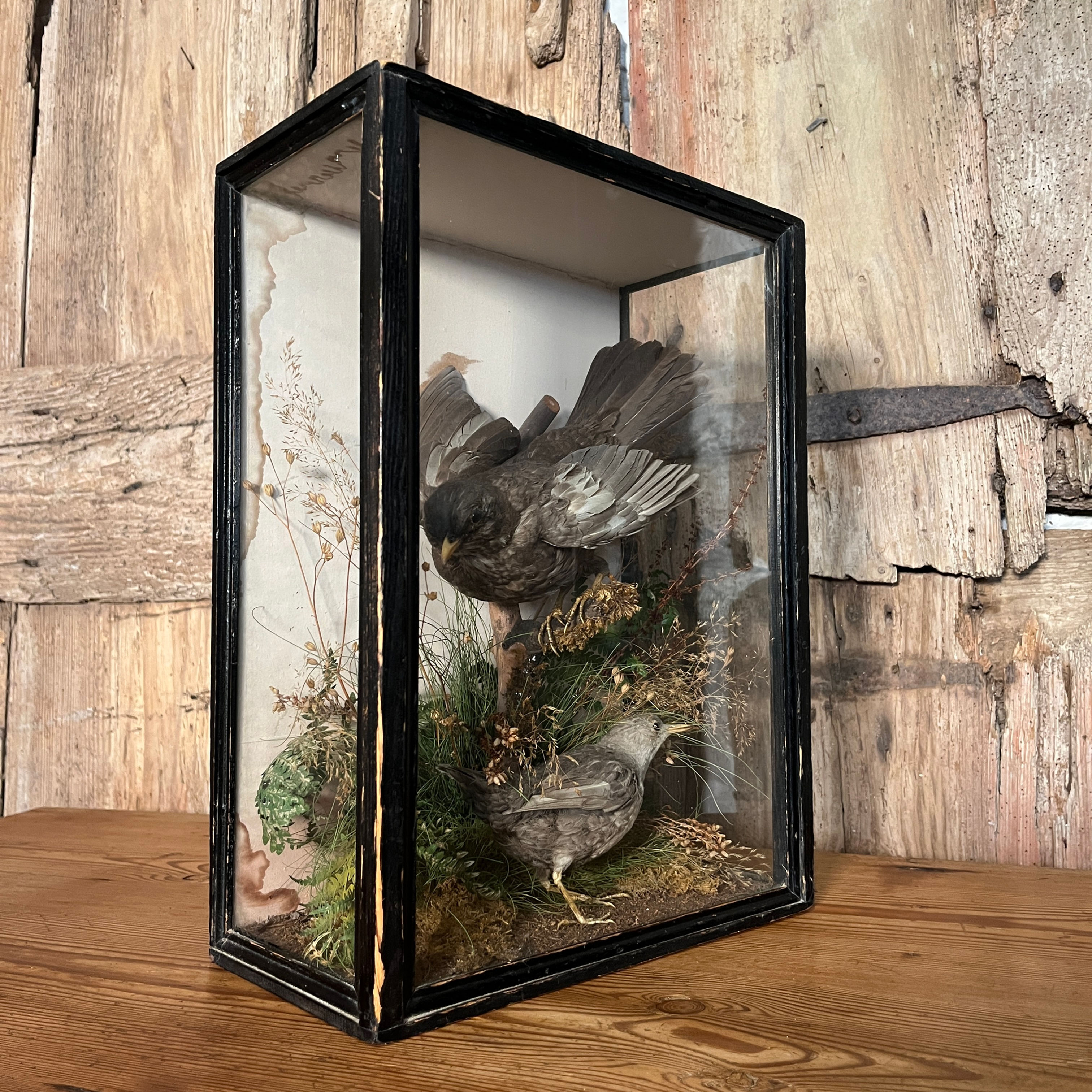 Victorian Cased British Garden Birds - Circa 1880